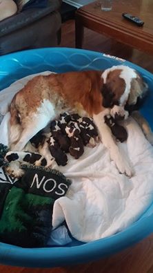 Saint Bernard Puppies!